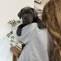 Coco (Comet) - Gray female Cane Corso puppy in Utah from 3Lake Kennelz