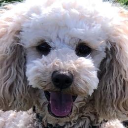 Poodles from Miss B's Perfect Poodles