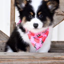 American Corgi and Pembroke Welsh Corgi Puppies from Blacktail Mountain Corgis