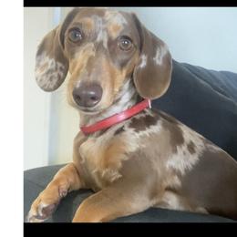 Dachshund All Grown Up from Dynasty Empire Kennels
