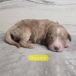 Goose (Yellow Collar) - Red  male Goldendoodle puppy in Scurry, Texas from 07 Seven Oaks Goldens and Doodles