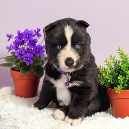 Violet - Black and white female Siberian Husky puppy in Sherwood, Oregon from Whiskey River Siberians