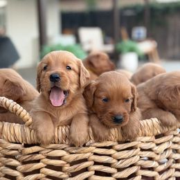 Golden Retriever Puppies from The Red Retrievers