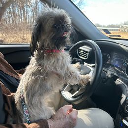 Shih Tzu puppies from Shih-Tzus of Pineview