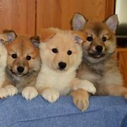 Icelandic Sheepdogs from Tri-Star Icelandics