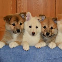 Icelandic Sheepdogs from Tri-Star Icelandics