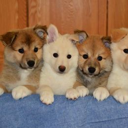 Icelandic Sheepdogs from Tri-Star Icelandics