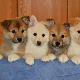 Icelandic Sheepdogs from Tri-Star Icelandics