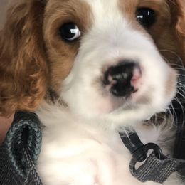 Cavapoo Puppies from Wee-1 Cavapoos