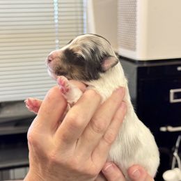 CHW with Merle face - White blue merle and tan female Shetland Sheepdog puppy in Abilene, Texas from Double Dare Shelties