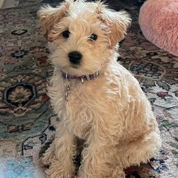 Schnoodle Puppies from Growing Puppies