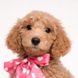 Bentley - light green collar - Apricot male Goldendoodle puppy in Hendersonville, Tennessee from Ben's Best Buddy Goldendoodles