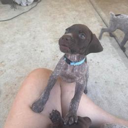 German Shorthaired Pointer Puppies from H & J Farms