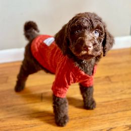 Groot - Brown male Bernedoodle puppy in Munster, Indiana from Miranda’s Sunshine Poodles and Doodles