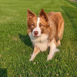 Walrus  - Border Collie