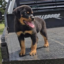 Girl 1 - Black and mahogany female Rottweiler puppy in Holts Summit, Missouri from Hurleyhaus Rottweilers