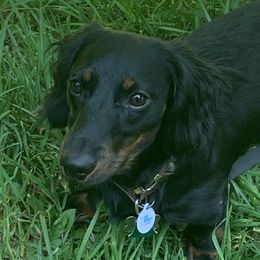 Teddy - Dachshund