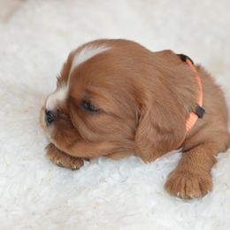Cavalier King Charles Spaniel Puppies from Diamond Rose Cavalier LLC