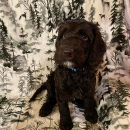 Patches - Chocolate male Australian Labradoodle puppy in Eagle, Wisconsin from Fruitful Beginnings,LLC