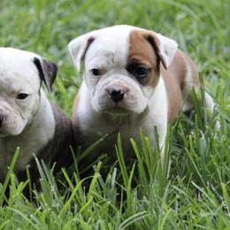 American Bulldogs from Lunar Eclipse Kennels
