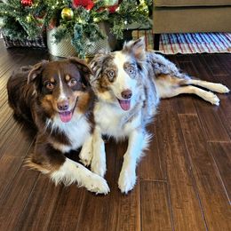Australian Shepherds from Lakeside Aussies