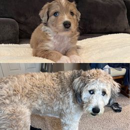 Aussiedoodle Puppies from A Dose Of Doodle