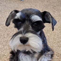 Miniature Schnauzers and Yorkshire Terriers from Utterly Precious Puppies