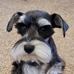 Miniature Schnauzers and Yorkshire Terriers from Utterly Precious Puppies