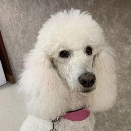 Poodles from Marsway Poodles