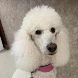 Poodles from Marsway Poodles