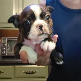 Opus - Brindle and white male Boston Terrier puppy in Star, North Carolina from Meatloaf's Bostons Family