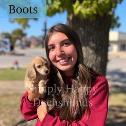 Boots - Went Home - Dapple male Dachshund puppy in Pauls Valley, Oklahoma from Simply Happy Dachshunds