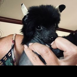 Black boy 1 - Black male Chinese Crested puppy in Salt Lake City, Utah from Naked & Famous
