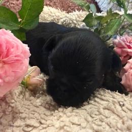Daisy - Black and tan female Brussels Griffon puppy in Brooks, Georgia from Brooks Berner Bears & Brussels Griffons
