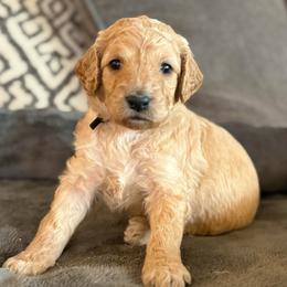 Willow - Apricot female Goldendoodle puppy in Maricopa, Arizona from AZ Designer Goldendoodles
