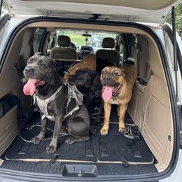 Cane Corso from Rocky Titan Kennels