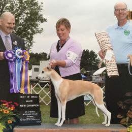 Marley - Whippet