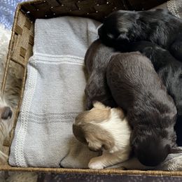Miniature Schnauzer Puppies from Star Schnauzers