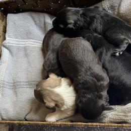 Miniature Schnauzer Puppies from Star Schnauzers
