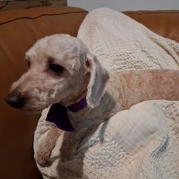 Carmel - Poodle