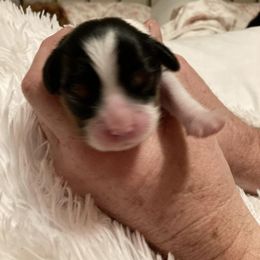 Cavalier King Charles Spaniel Puppies from Mystic Cavaliers & Cavapoos