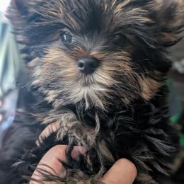 Milo - Yorkshire Terrier