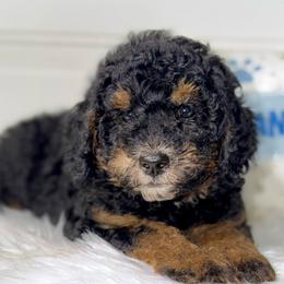 Betsy - Curly Coat - Tri-color female Bernedoodle puppy in Beecher, Illinois from Erica’s Doodles
