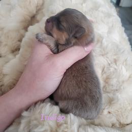 Indigo - Blue sable female Pomeranian puppy in Saint Charles, Missouri from Bisous Pomeranians & Heartland Sh