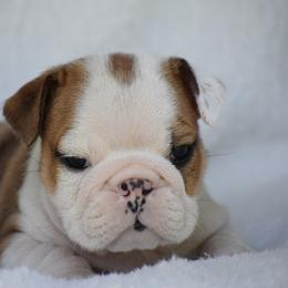 Hoss - Red and white male Bulldog puppy in Bradleyville, Missouri from HurstBulldogs