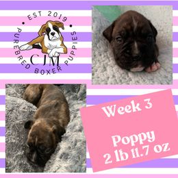 Girl 4 - Brindle Boxer puppy in Jupiter, Florida from CJM Boston and Boxer Puppies