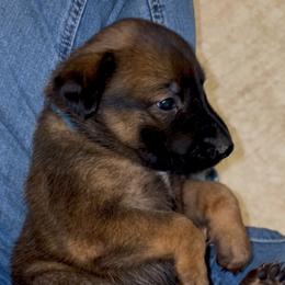 Belgian Malinois Puppies from Lion and The Lamb Kennel