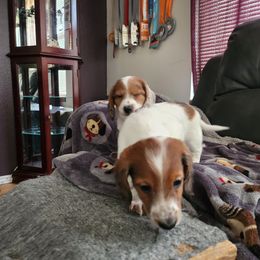 Dachshund Puppies from Rebekah's Dachshunds