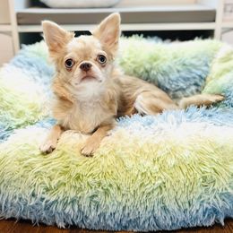 Sapphire - Chihuahua