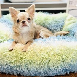 Sapphire - Chihuahua